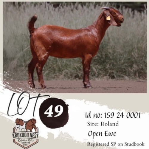 1X KALAHARI RED FLOCK DOE Krokodilnest Kalahari Red Stud