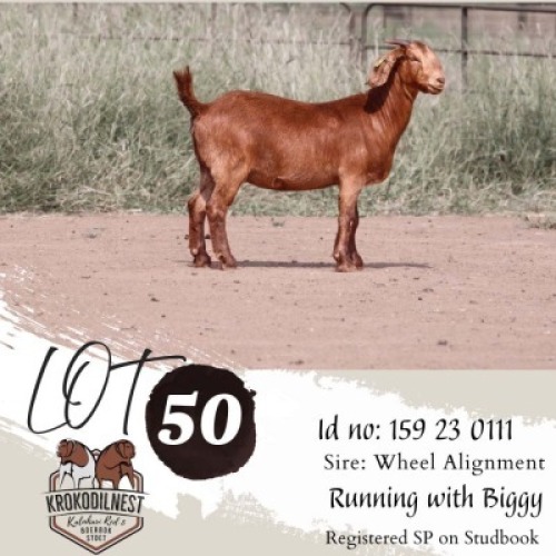 1X KALAHARI RED FLOCK DOE Krokodilnest Kalahari Red Stud