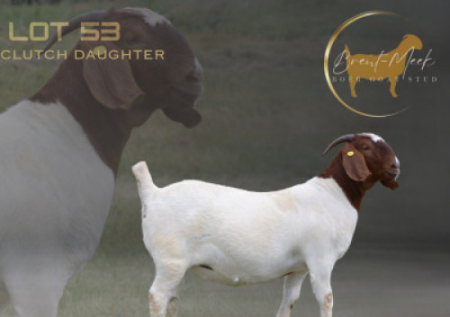 1X BOER GOAT FLOCK DOE Brent-Meek Boer Goat Stud