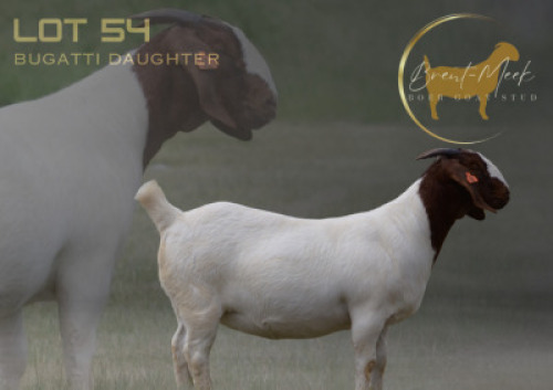 1X BOER GOAT STUD PREGNANT DOE Brent-Meek Boer Goat Stud