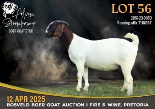 1X BOER GOAT FLOCK PREGNANT DOE Alvin Steenkamp Boer Goat stud