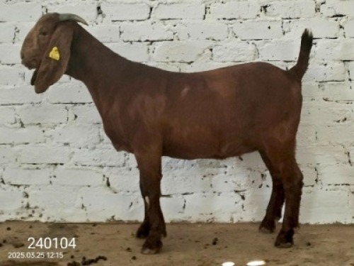 1X KALAHARI RED FLOCK DOE Dhidejak
