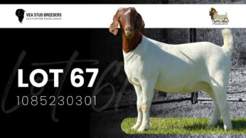 1X BOER GOAT FLOCK DOE VEA Stud Breeders