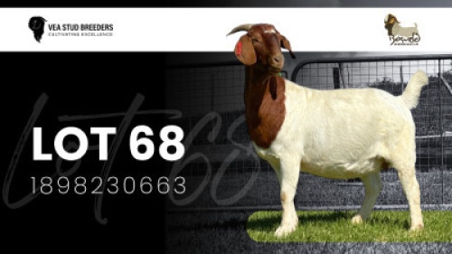1X BOER GOAT FLOCK DOE VEA Stud Breeders