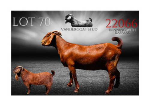 1X KALAHARI RED STUD PREGNANT DOE Vandergoat Stud