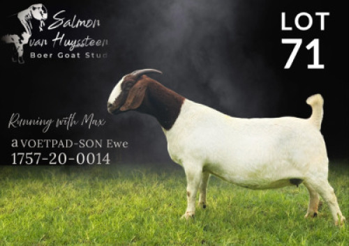 1X BOER GOAT FLOCK PREGNANT DOE Salmon van Huyssteen Boer Goat Stud