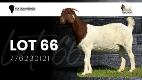 WITHDRAWN - 1X BOER GOAT DOE VEA Stud Breeders