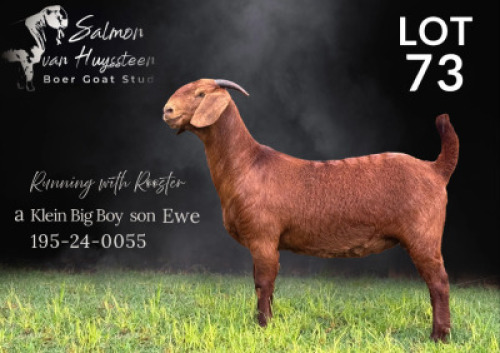 1X KALAHARI RED FLOCK DOE Salmon van Huyssteen Boer Goat Stud