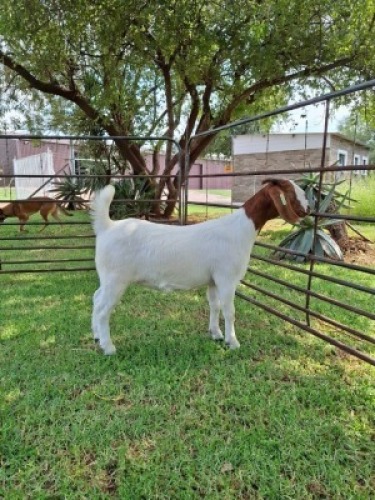 1X BOER GOAT FLOCK ON COLOUR PREGNANT DOE Pilanesberg Stoet