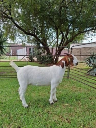 1X BOER GOAT FLOCK PREGNANT DOE Pilanesberg Stoet
