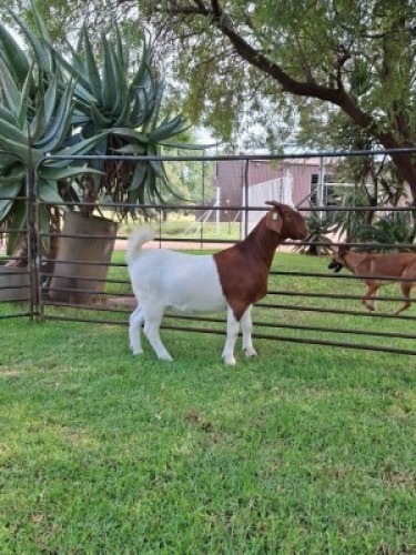 1X BOER GOAT FLOCK PREGNANT DOE Pilanesberg Stoet