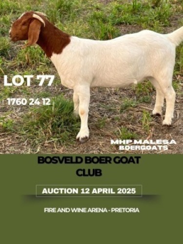 1X BOER GOAT STUD DOE MHP Malesa boergoat