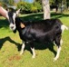 1 X BRITISH ALPINE EWE/OOI GELUKSFONTEIN
