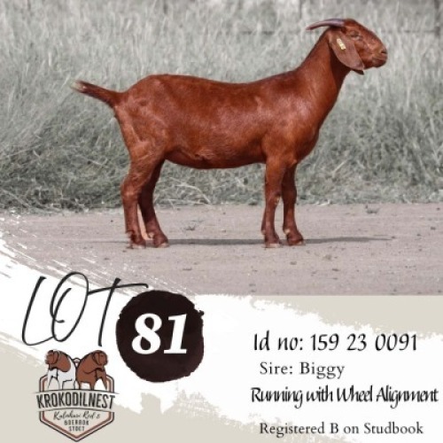 WITHDRAWN - 1X KALAHARI RED DOE Krokodilnest Kalahari Red Stud