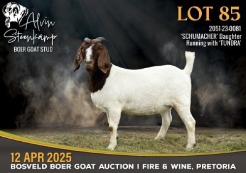 1X BOER GOAT STUD DOE Alvin Steenkamp Boer Goat stud
