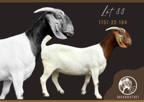 1X BOER GOAT STUD PREGNANT DOE F2 Boerbokstoet