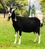 1 X BRITISH ALPINE EWE/OOI GELUKSFONTEIN