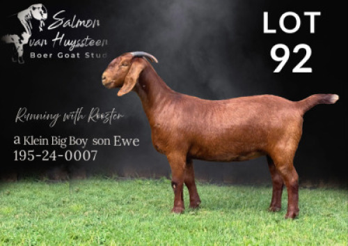 1X KALAHARI RED STUD DOE Salmon van Huyssteen Boer Goat Stud
