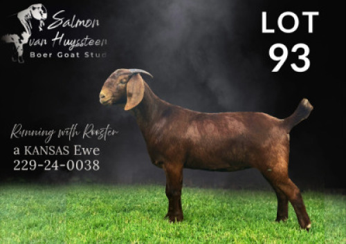 1X KALAHARI RED FLOCK PREGNANT DOE Salmon van Huyssteen Boer Goat Stud