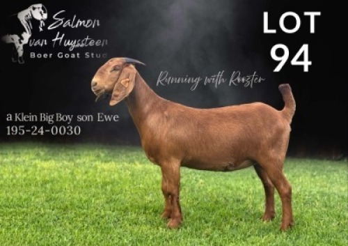 1X KALAHARI RED FLOCK DOE Salmon van Huyssteen Boer Goat Stud