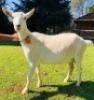 1 X SAANEN EWE/OOI GELUKSFONTEIN