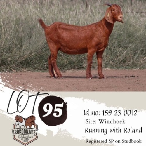 1X KALAHARI RED STUD PREGNANT DOE Krokodilnest Kalahari Red Stud
