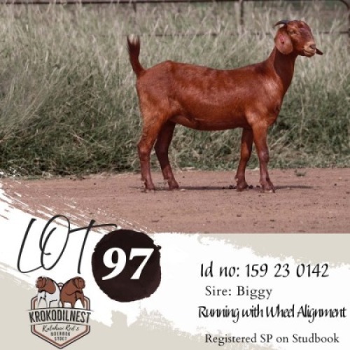 1X KALAHARI RED FLOCK PREGNANT DOE Krokodilnest Kalahari Red Stud
