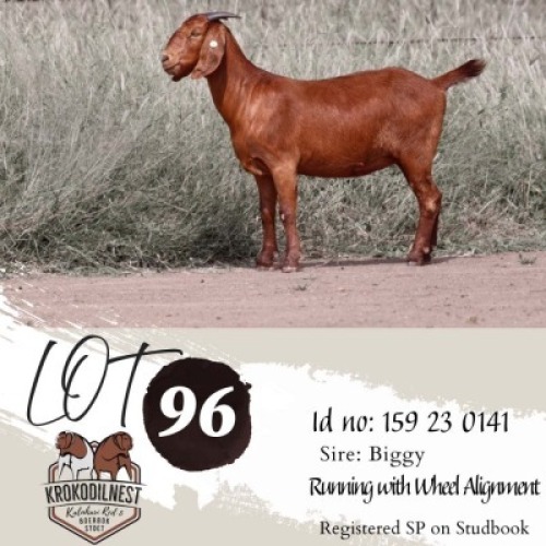 1X KALAHARI RED STUD PREGNANT DOE Krokodilnest Kalahari Red Stud