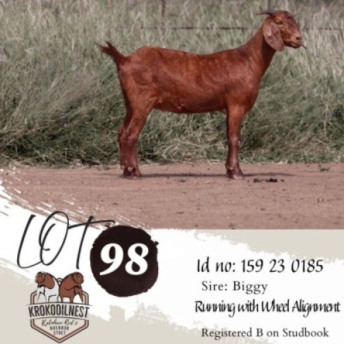 1X KALAHARI RED FLOCK PREGNANT DOE Krokodilnest Kalahari Red Stud