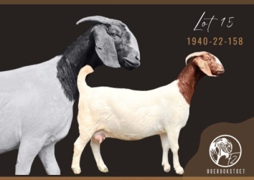 1X BOER GOAT STUD PREGNANT DOE F2 Boerbokstoet