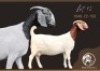1X BOER GOAT STUD PREGNANT DOE F2 Boerbokstoet
