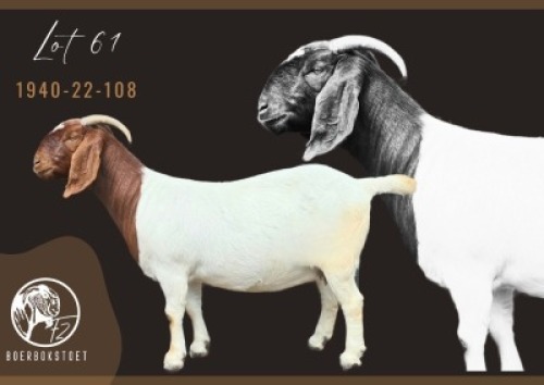 1X BOER GOAT FLOCK PREGNANT DOE F2 Boerbokstoet