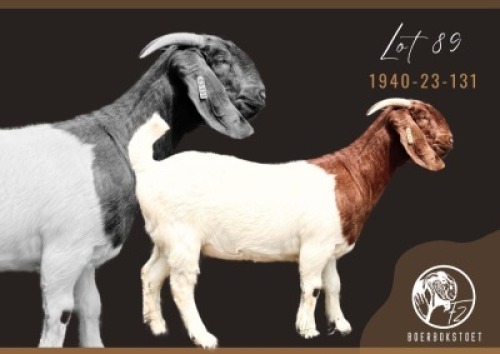 WITHDRAWN - 1X BOER GOAT DOE F2 Boerbokstoet