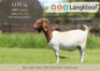 1X BOER GOAT FLOCK PREGNANT DOE Langkloof Boerbokstoet
