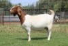 1X BOER GOAT FLOCK PREGNANT DOE Langkloof Boerbokstoet - 3