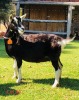 1 X BRITISH ALPINE EWE/OOI GELUKSFONTEIN