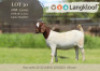 1X BOER GOAT FLOCK ON COLOUR PREGNANT DOE Langkloof Boerbokstoet