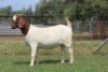 1X BOER GOAT FLOCK ON COLOUR PREGNANT DOE Langkloof Boerbokstoet - 3