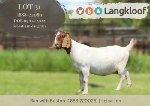 1X BOER GOAT FLOCK PREGNANT DOE Langkloof Boerbokstoet