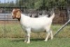 1X BOER GOAT FLOCK PREGNANT DOE Langkloof Boerbokstoet - 3