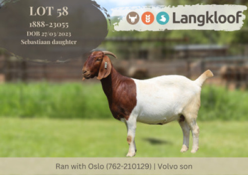 1X BOER GOAT FLOCK PREGNANT DOE Langkloof Boerbokstoet