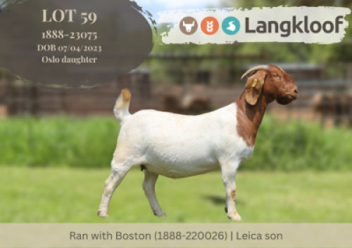1X BOER GOAT FLOCK PREGNANT DOE Langkloof Boerbokstoet