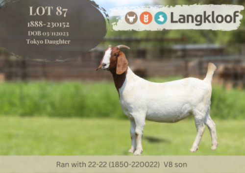 1X BOER GOAT FLOCK PREGNANT DOE Langkloof Boerbokstoet