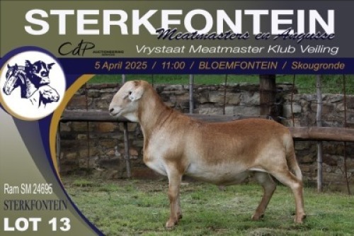 1X MEATMASTER NOT RECORDED RAM Sterkfontein Meatmasters