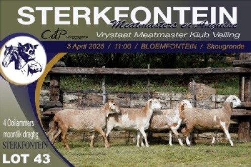 4X MEATMASTER NOT RECORDED PREGNANT EWE Sterkfontein Meatmasters (Per animal to take the lot)