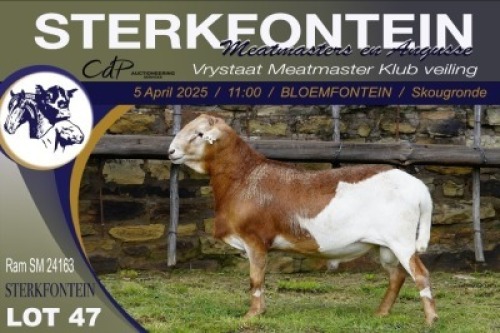 1X MEATMASTER NOT RECORDED RAM Sterkfontein Meatmasters