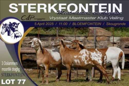 3X MEATMASTER NOT RECORDED PREGNANT EWE Sterkfontein Meatmasters (Per animal to take the lot)