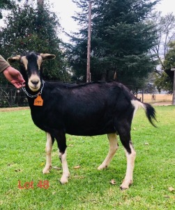 1 X BRITISH ALPINE EWE/OOI GELUKSFONTEIN