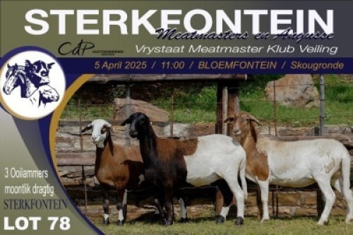 1X MEATMASTER NOT RECORDED PREGNANT EWE Sterkfontein Meatmasters