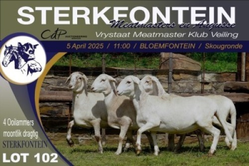 4X MEATMASTER NOT RECORDED PREGNANT EWE Sterkfontein Meatmasters (Per animal to take the lot)